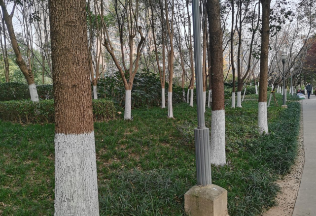 树木刷白 腾讯网