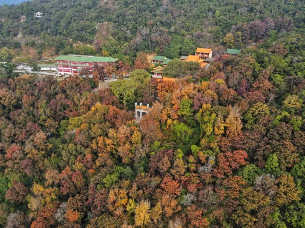 美美美 广东这些地方的红叶终于红了 现在出发正合适 腾讯新闻