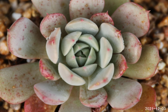 "克拉拉"景天科拟石莲花属多肉植物,中小型种,静夜和鲁氏的杂交品种