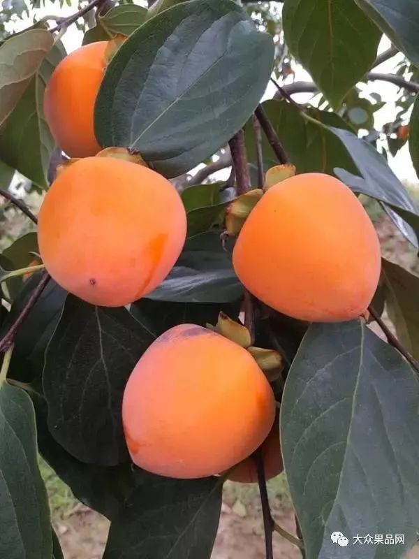 富平尖柿常采用的树型及管理方法