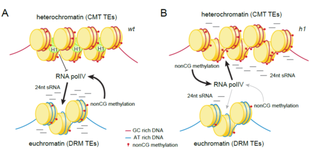 elife|英國約翰英納斯中心揭示組蛋白h1阻止異染色質中srna產生及cmt