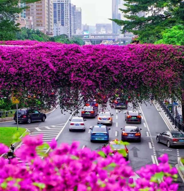 除了高架桥和立交桥上的三角梅之外,广州冬天道路两旁还有大量的美人