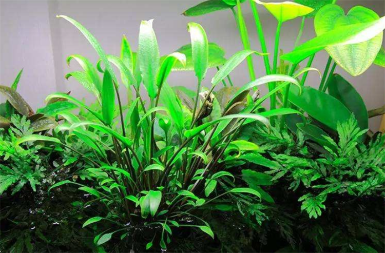 迷你椒草多久能爬满?作为前景水草,该怎么养才好?_腾讯新闻