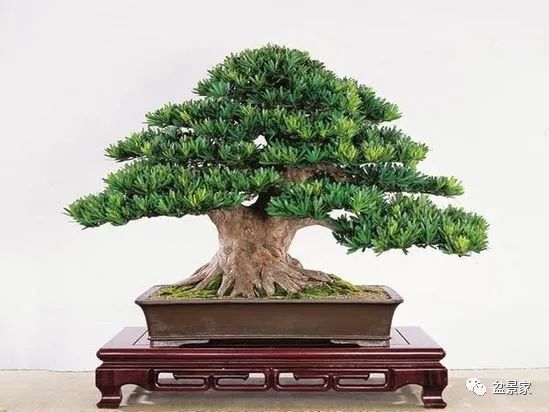 罗汉松的风水作用,信不信由您