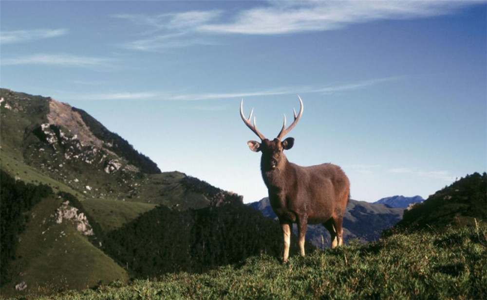四川色达出现山马,似牛非牛,会怂花豹,敢踢老虎,却被藏獒追赶