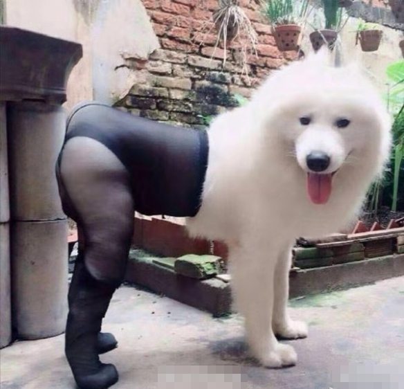 搞笑图片:看得一脸懵,狗子穿丝袜是相当骚气_腾讯新闻