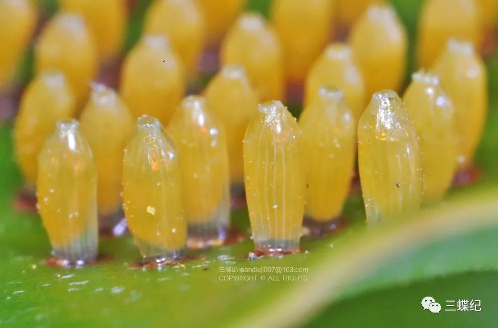 深圳11月的花与虫