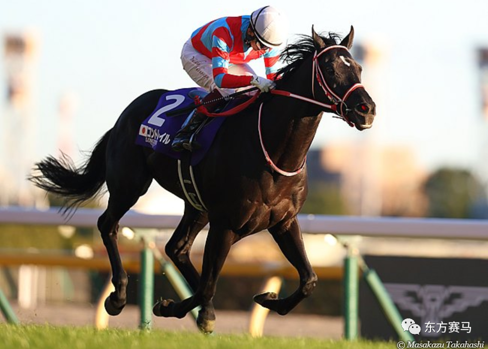 2021全球纯血马一级赛月报11月