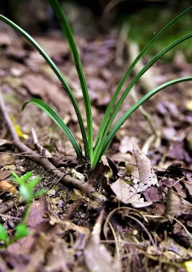 松针养兰花可靠吗?兰友:这么麻烦,再也不用了