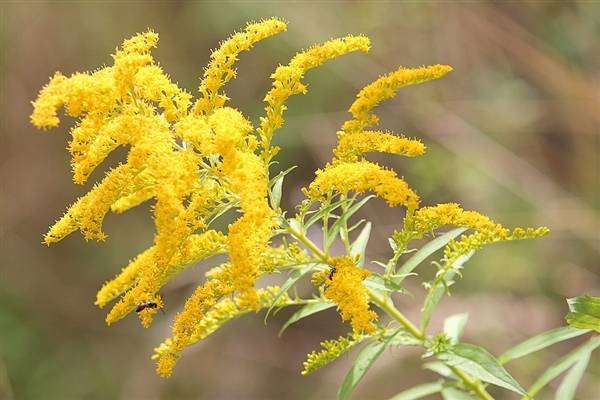 霸王花如何辨认其实,我国本土也是有一枝黄花这个品种的,但是它们是