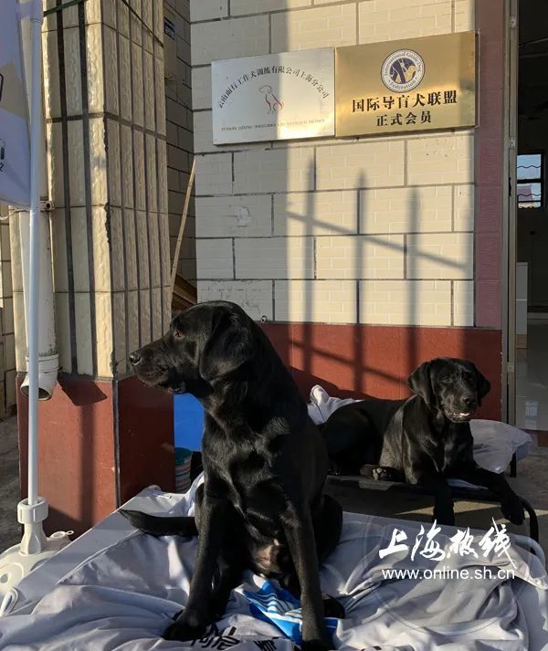 走近上海导盲犬学校,了解我们身边的导盲犬