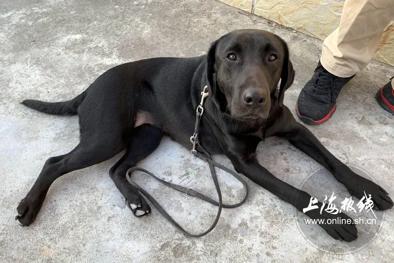 重获光明的眼睛走近上海导盲犬学校了解我们身边的导盲犬