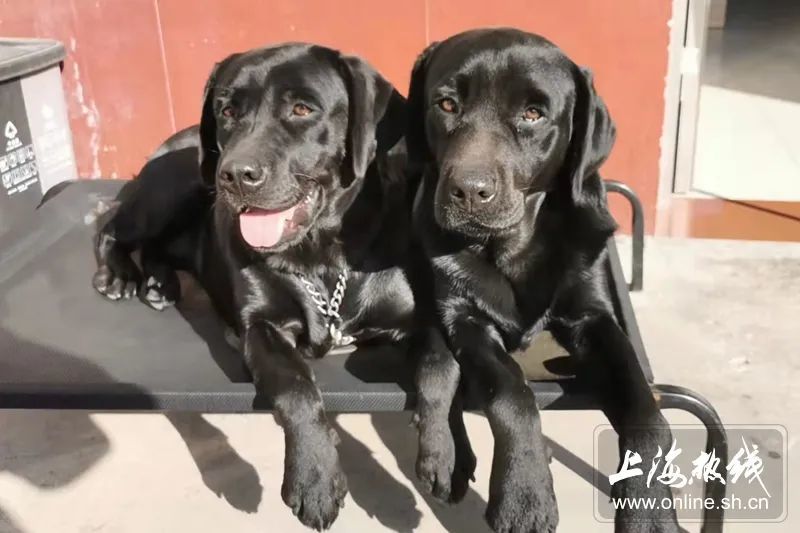 重获光明的眼睛走近上海导盲犬学校了解我们身边的导盲犬