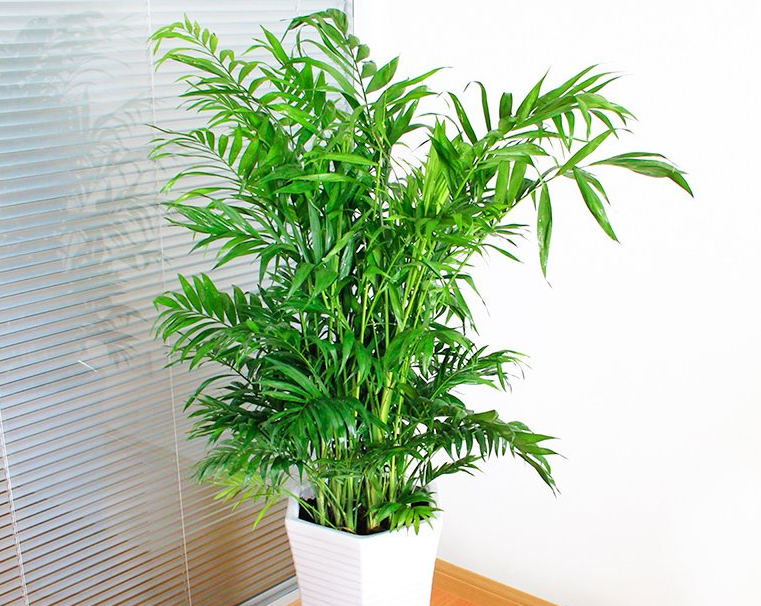 夏威夷竹子怎么浇水方法