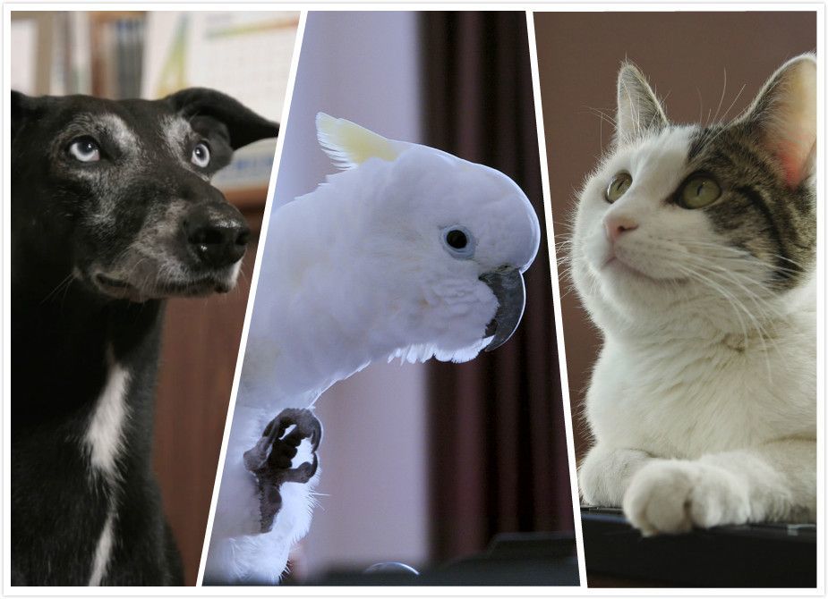 《动物出击》中的动物演员.