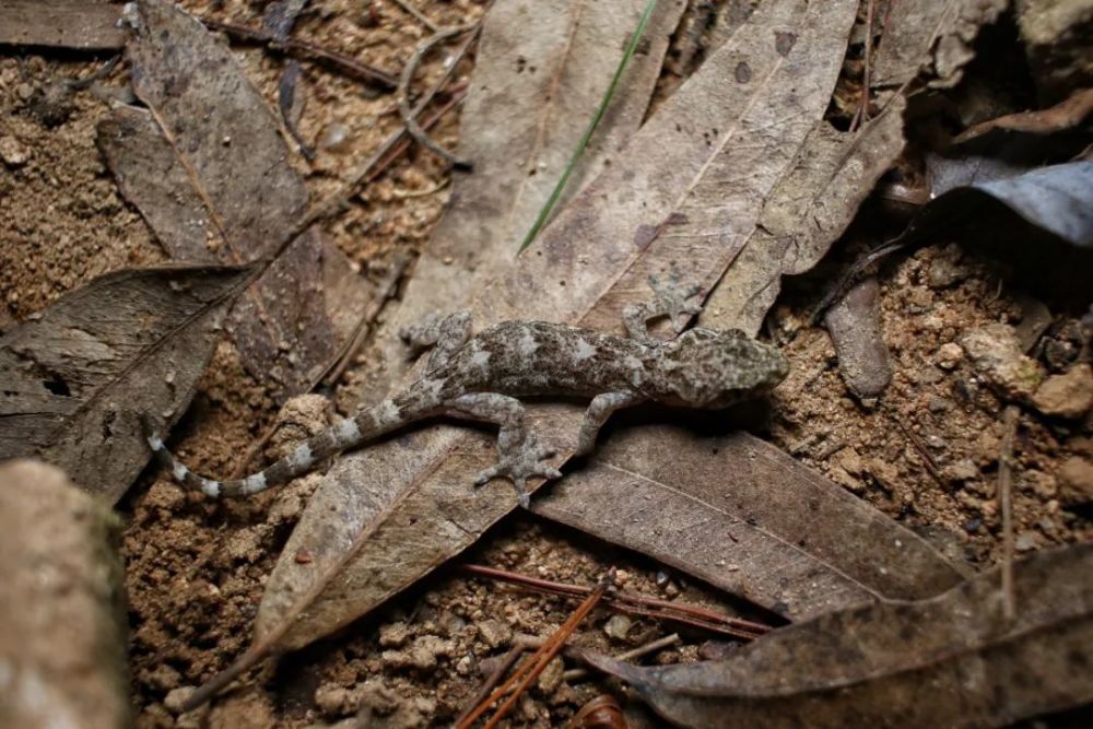 discover shenzhen|the chinese gecko 中國壁虎_騰訊新聞