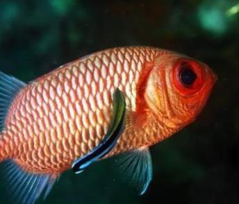 鱼医～霓虹刺鳍鱼