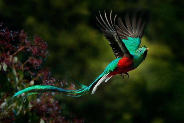 绿色羽毛的鸟类还挺特别;一种像绿凤凰,一种像"街溜子"