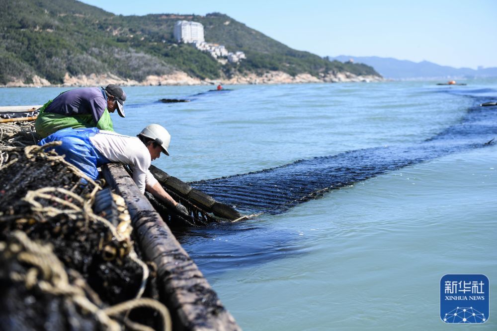 工人装载刚从海里采收的紫菜(ly来源:新华社)