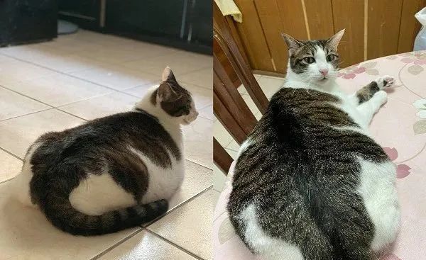 瘦小奶猫结扎后变成"胖海豹",饲主曝12年对比照:根本就是骗子