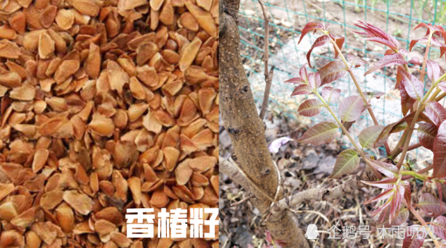 1,香椿子属于中药,据我国中医药书籍记载,香椿树结