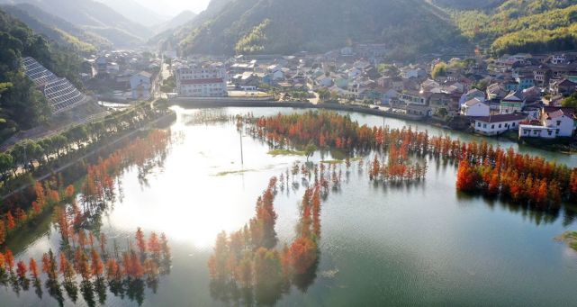 浙江省宁波市余姚市陆埠镇袁马村红杉林新晋网红地