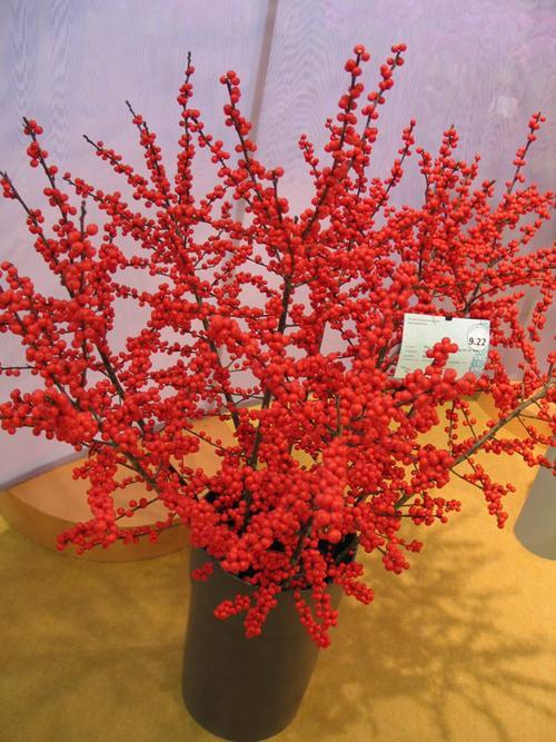 冬季家庭必买花卉:北美冬青,最适合新年气氛的红色