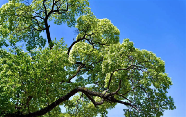 山里这种"牛筋树",是比黄金还贵的降龙木,曾制成筷子进贡皇帝