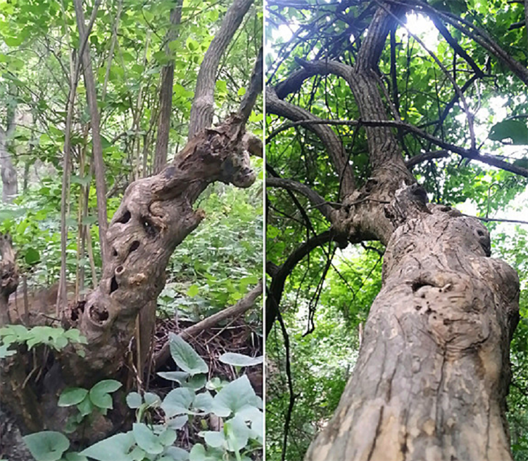 山里这种"牛筋树",是比黄金还贵的降龙木,曾制成筷子进贡皇帝