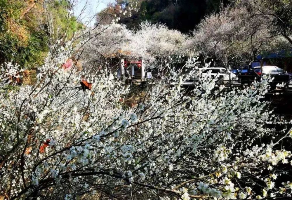 梅关古道的梅花已盛开颜值爆表