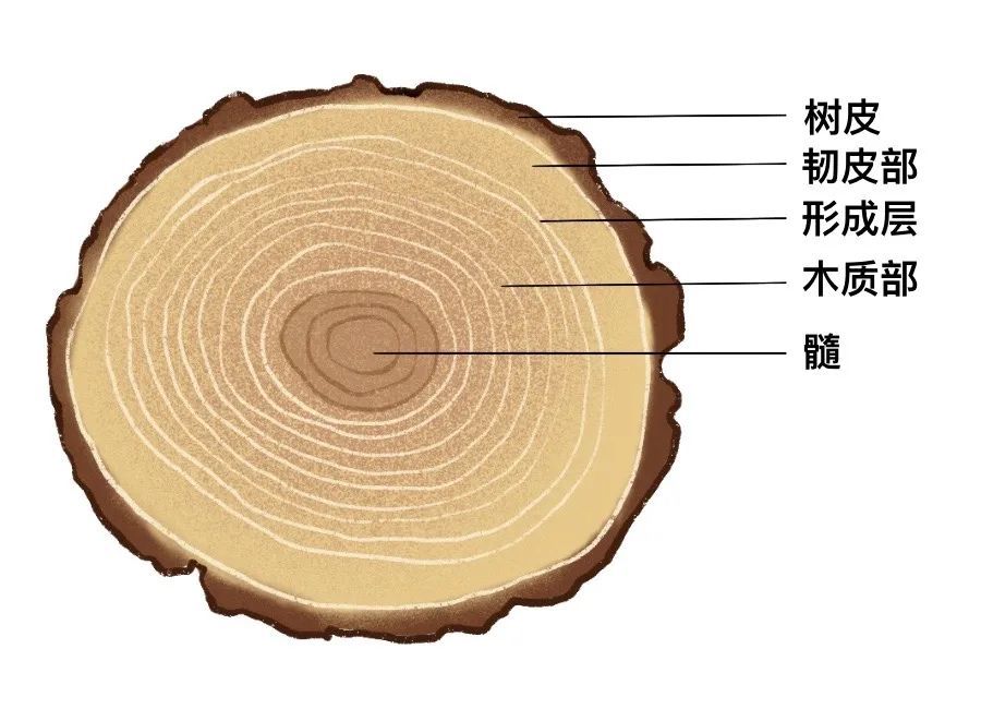 柳树的结构图片
