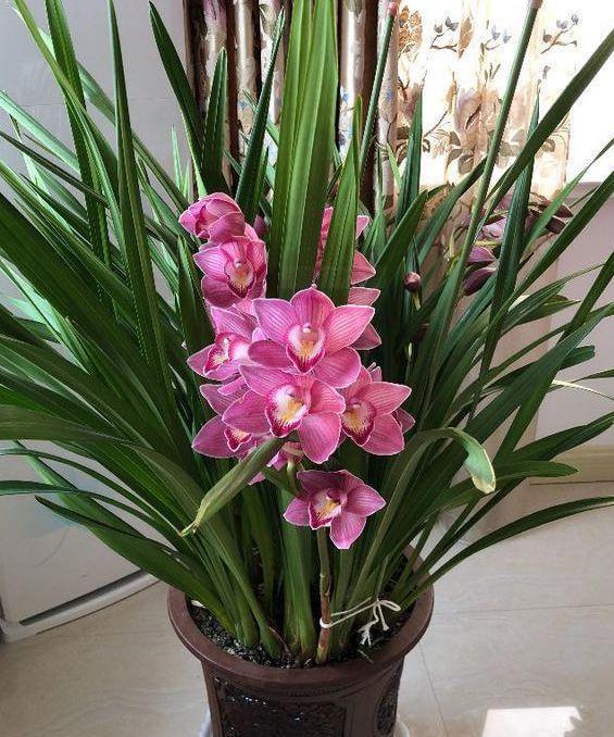 香妃兰花色艳丽,香气扑鼻,是"香花之首"而且养护简单,花期长