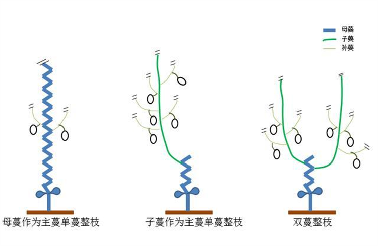 香瓜打叉掐尖图解图片