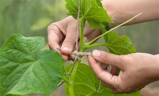 甜瓜怎么整枝摘心打杈掌握对的时间和方法坐果质量高