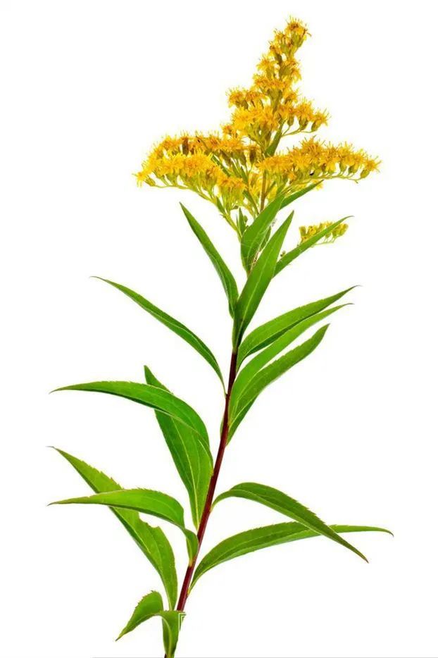 加拿大一枝黄花我被通缉了