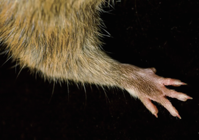 旅鼠的爪子图片