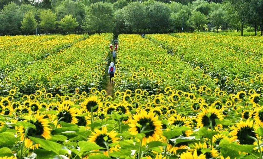 春去冬来又一春五年,朝阳快速蝶变时光不语,静待花开未来每一个四季