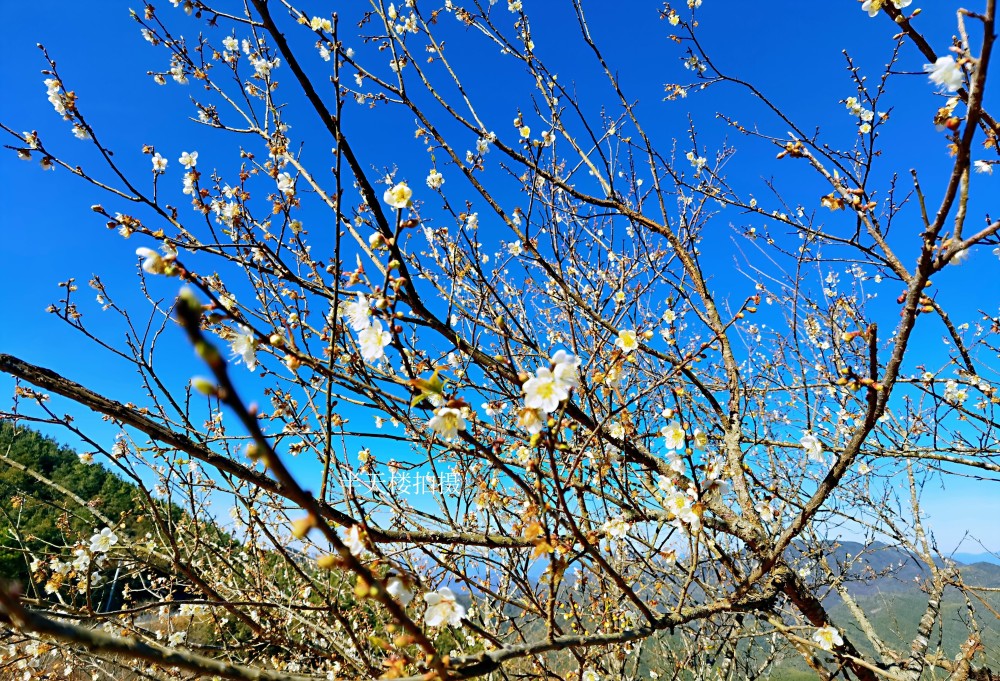 汕尾梅花香自陆河始:陆河石塔的梅花开了