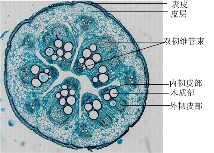 导管和筛管的结构简图图片