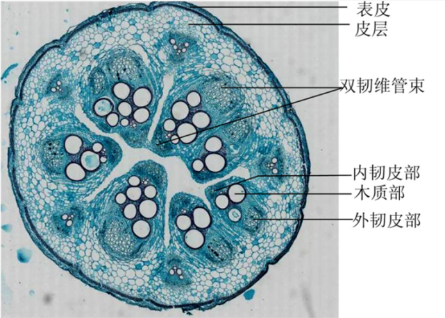 知识点植物筛管和导管有什么区别一个是活细胞一个是死细胞