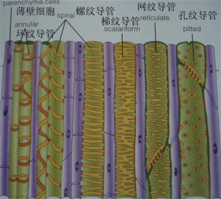 知识点:植物筛管和导管有什么区别?