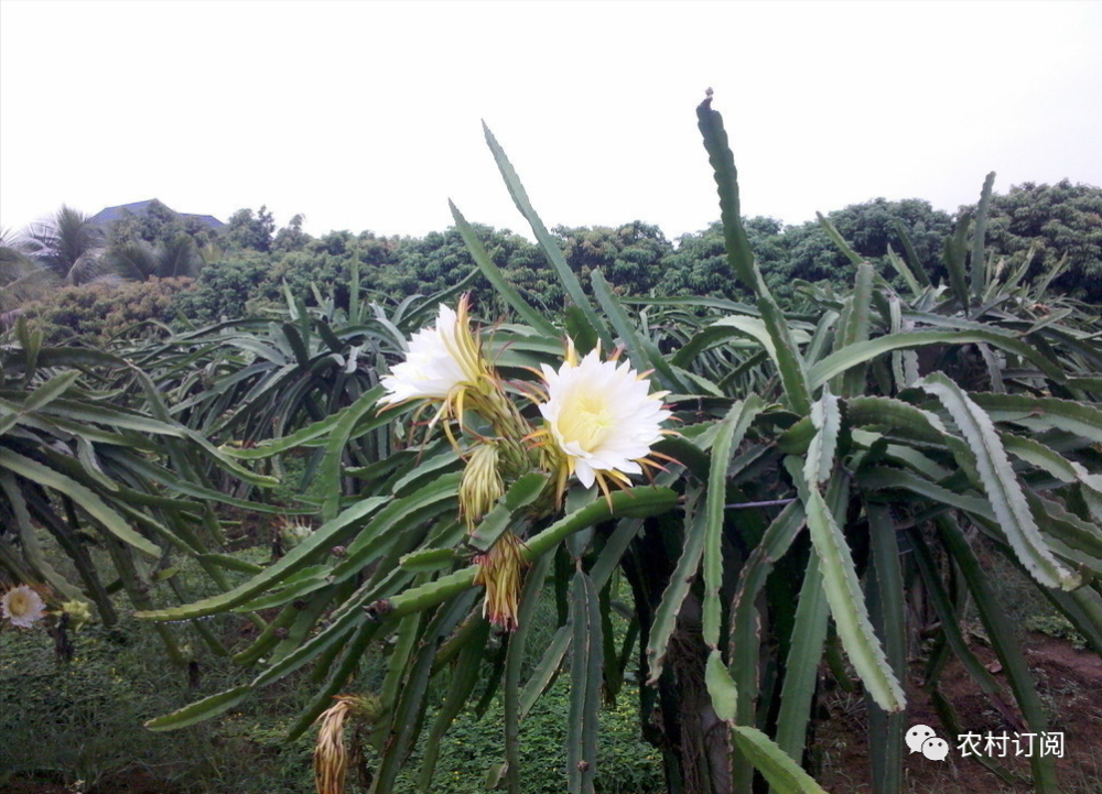 火龍果的種植技術