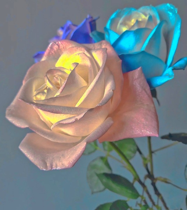 玫瑰背景图阳光温柔拂过每一个小角落每一片叶子每一颗蔬果