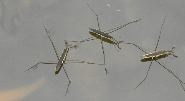 myung等受此启发开发了一款能够像水黾一样运动的仿生浮游机器人,它