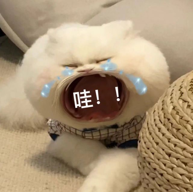 可爱猫猫哭泣表情包