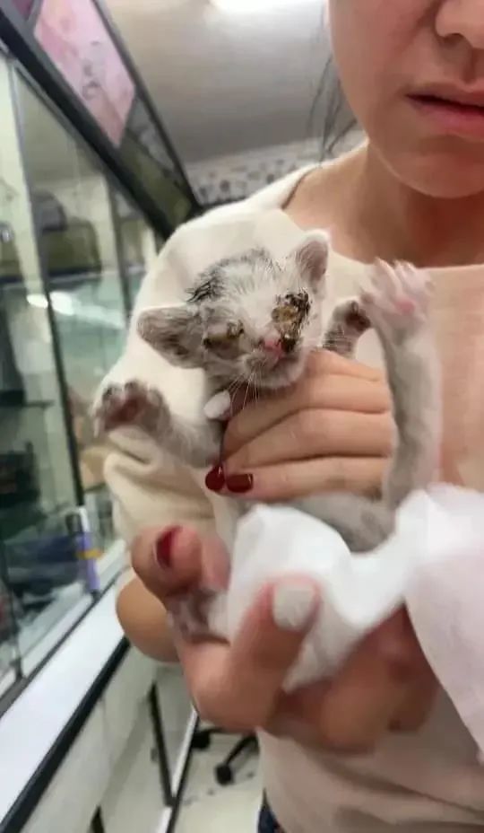 猫咪晚上睡觉起鸡皮疙瘩(搂完猫咪睡觉为什么身上起了红疙瘩)