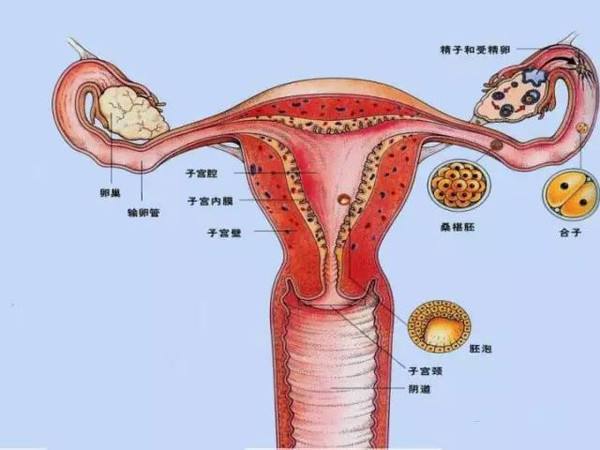 子宫颈位置图片图片