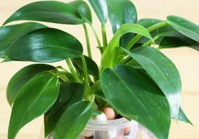 反光帝王万年青适宜养在半阴处,在室外光线明亮的地方也可以维持存活