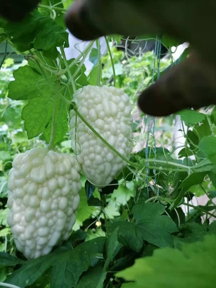 "苹果苦瓜"啥样?寿光市孙家集街道种出花样苦瓜_腾讯新闻