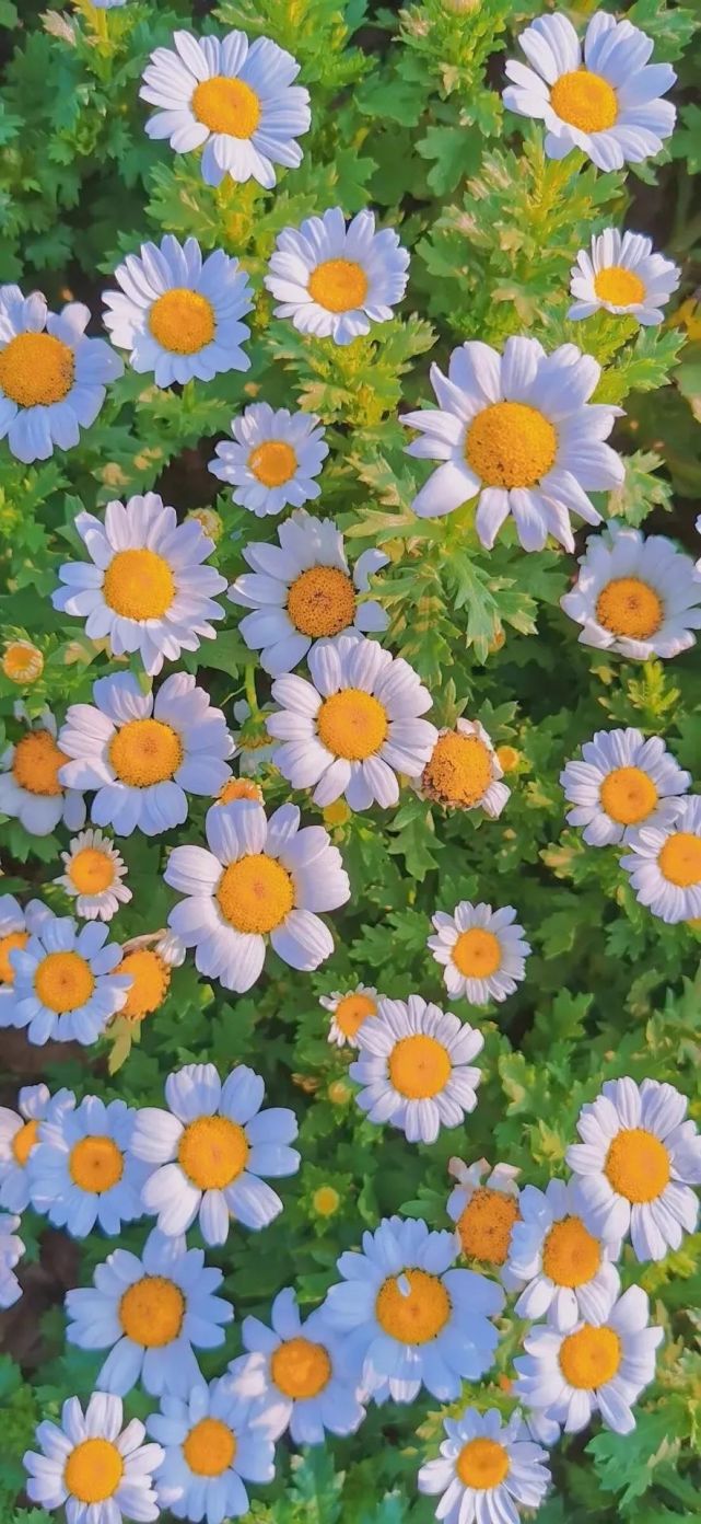 小清新壁纸|阳光温柔 云朵可爱